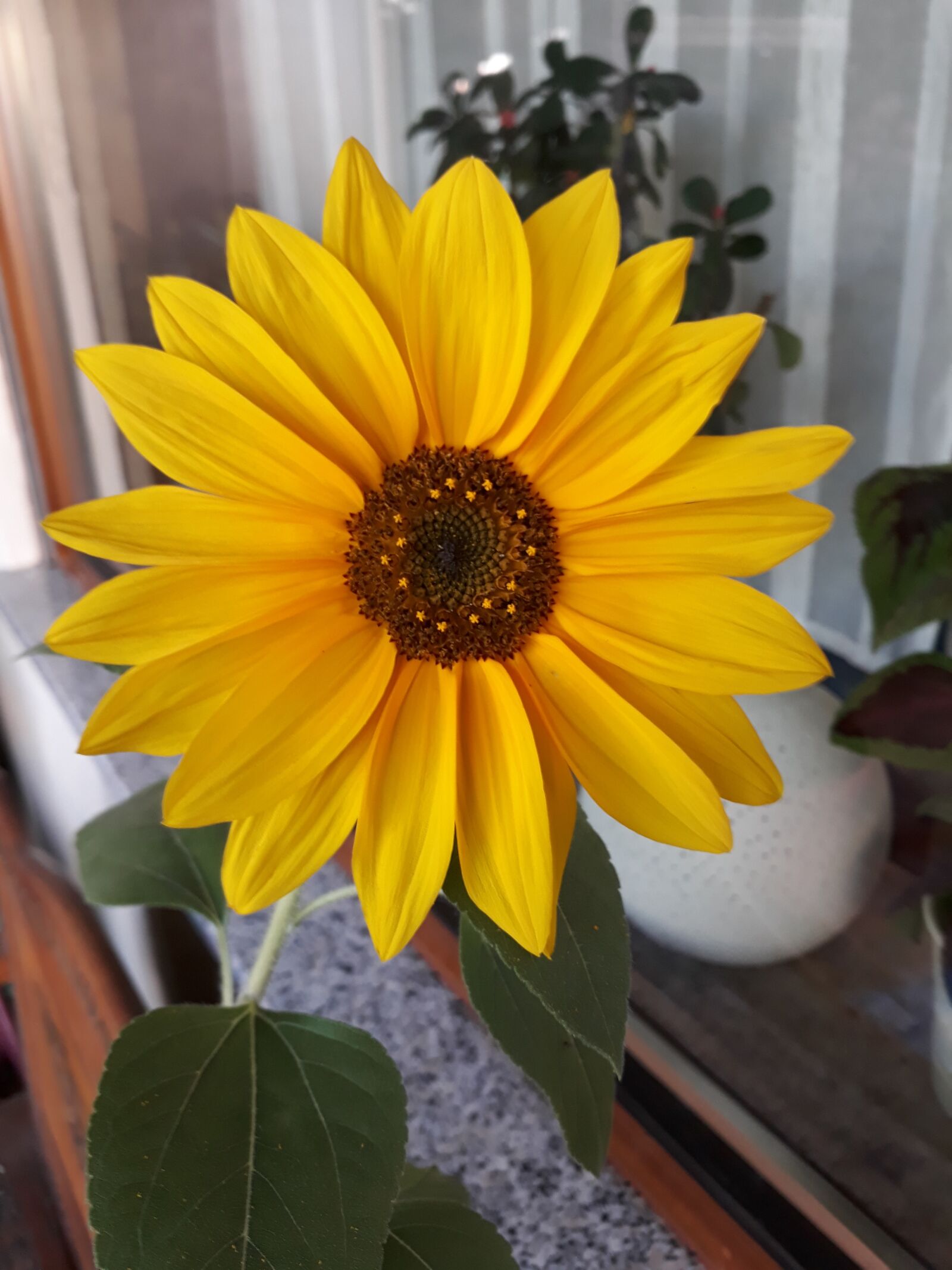 Samsung Galaxy A3(2017) sample photo. Flower, plant photography