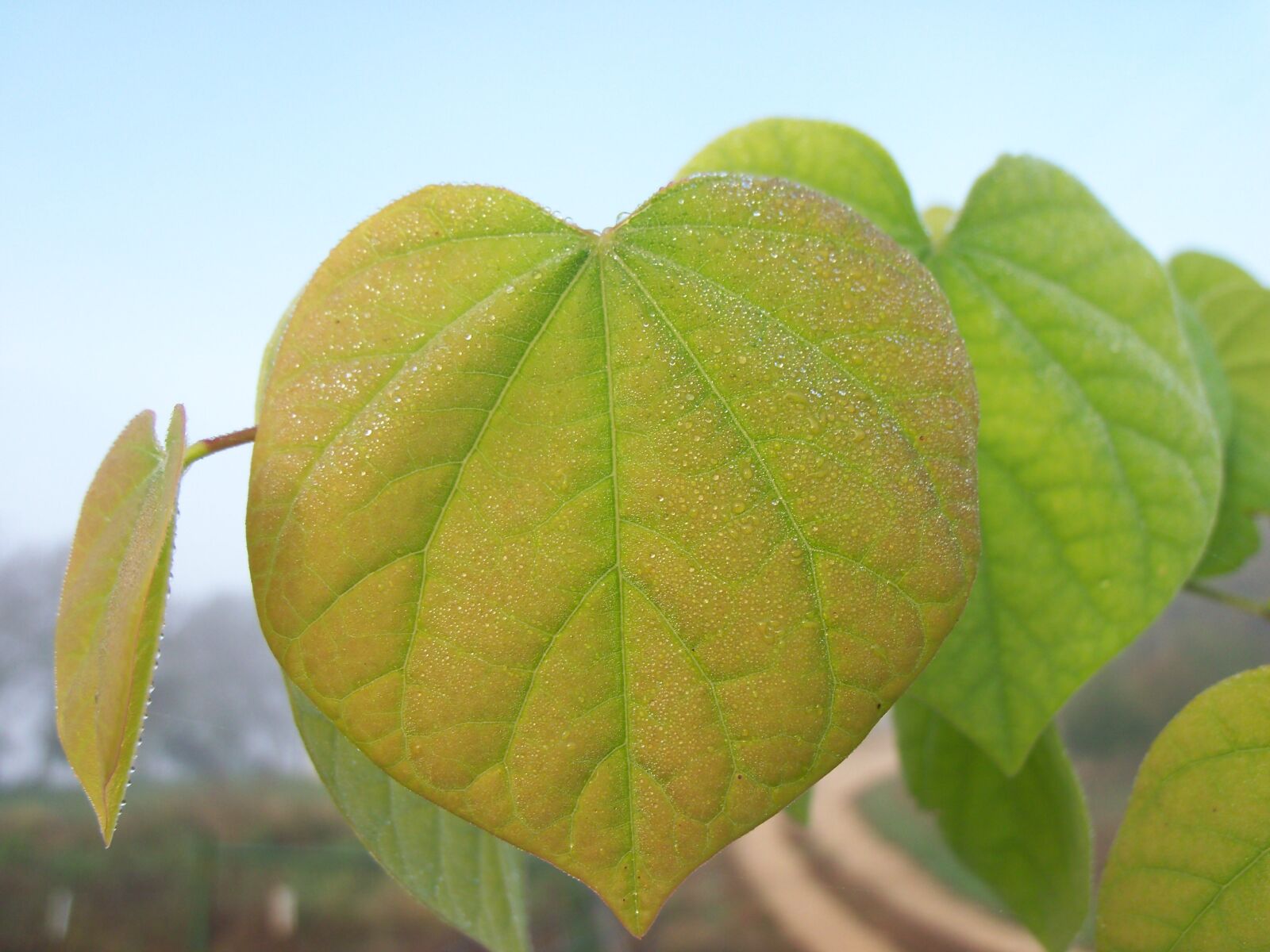 Kodak EASYSHARE C190 DIGITAL CAMERA sample photo. Leaf, dew, leaves photography