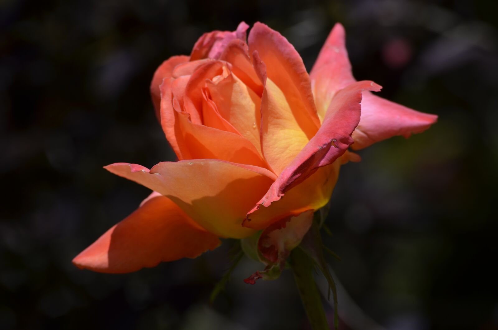 Nikon D5100 sample photo. Rose, blossom, bloom photography