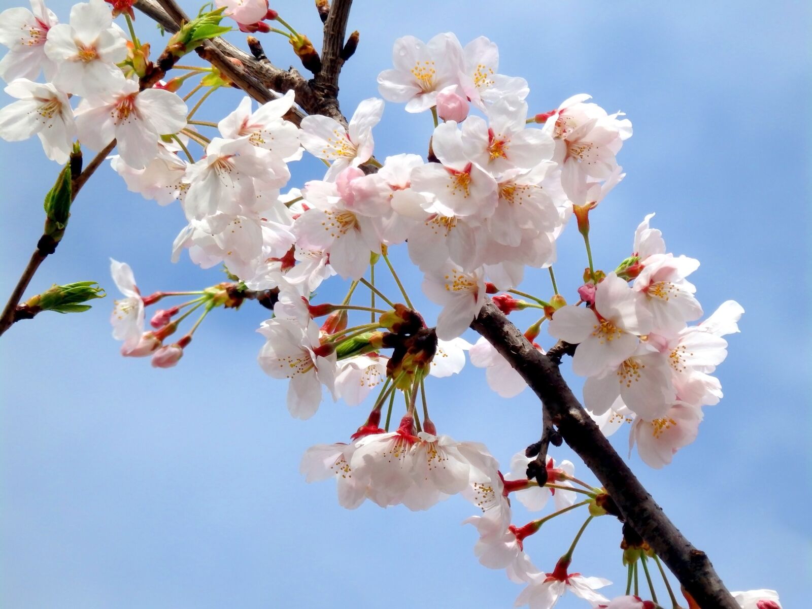 Olympus SZ-16,DZ-105 sample photo. Sakura, pink, spring photography