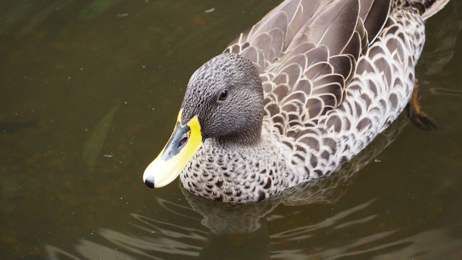 Olympus OM-D E-M10 II sample photo. Duck, african duck, bird photography