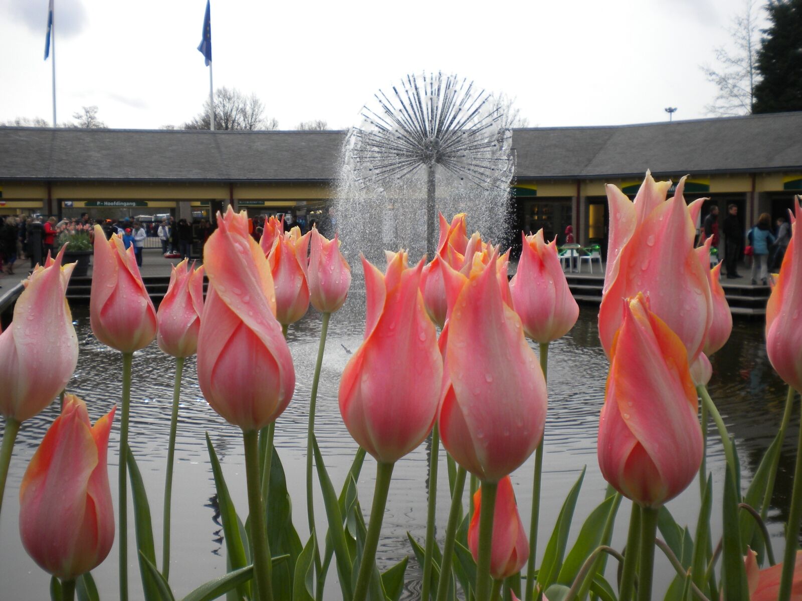 Nikon Coolpix S220 sample photo. Tulips, flowers, fountain photography