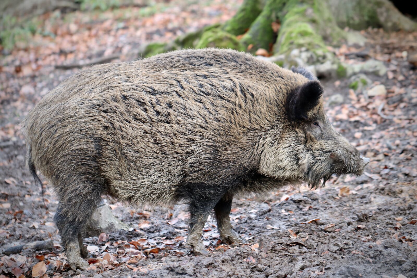 Canon EOS 800D (EOS Rebel T7i / EOS Kiss X9i) sample photo. Boar, wild boar, deer photography