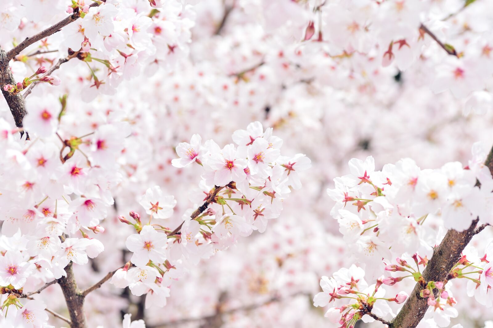 Nikon Df sample photo. Japan, landscape, spring photography