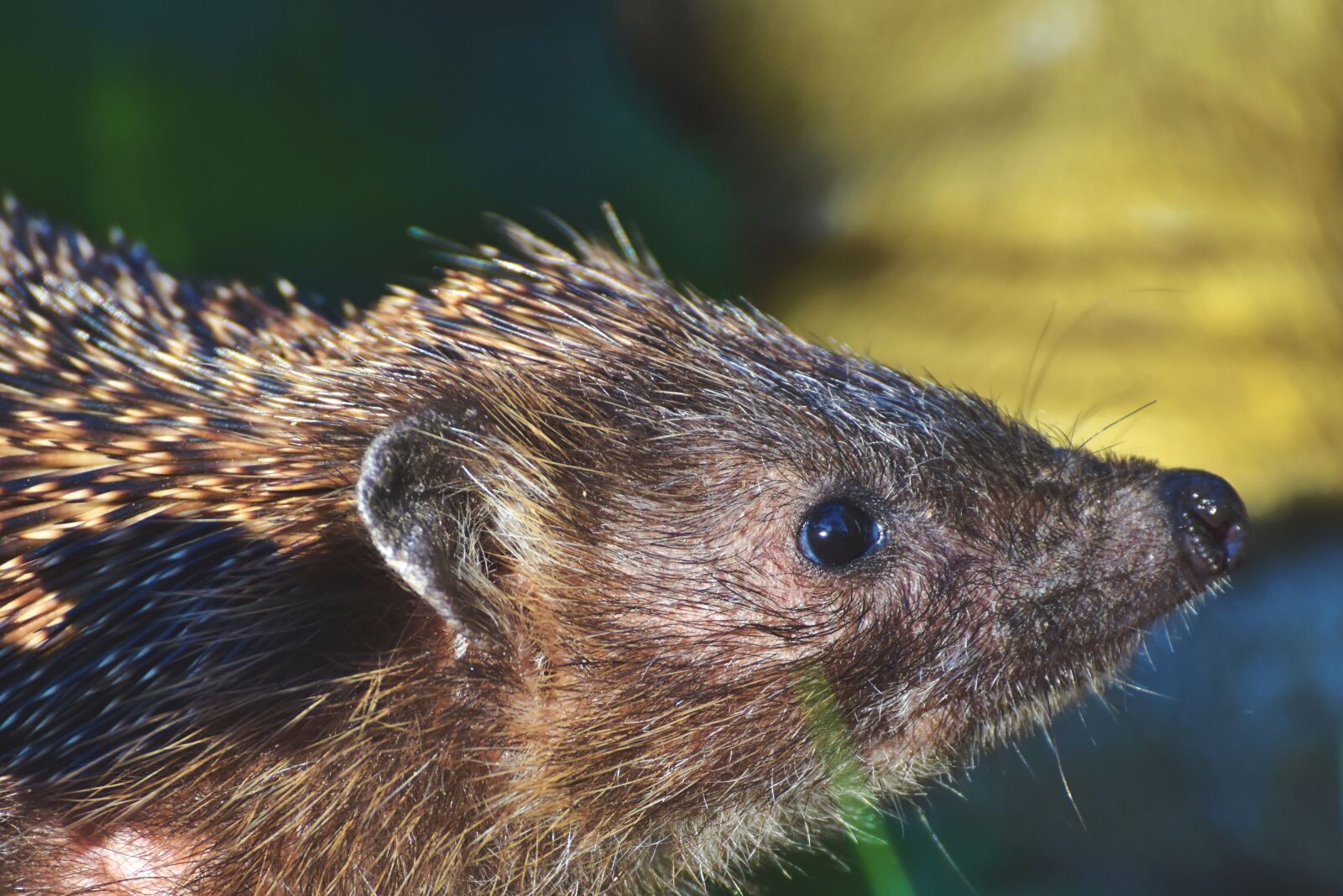 Nikon D7200 sample photo. Hedgehog, spur, hannah photography