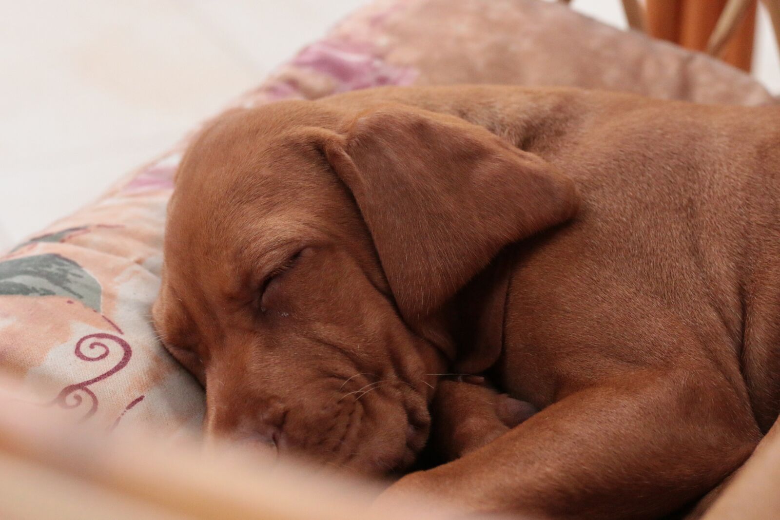 Canon EOS 70D + Canon EF 50mm F1.8 STM sample photo. Dog, sleep, recreation photography