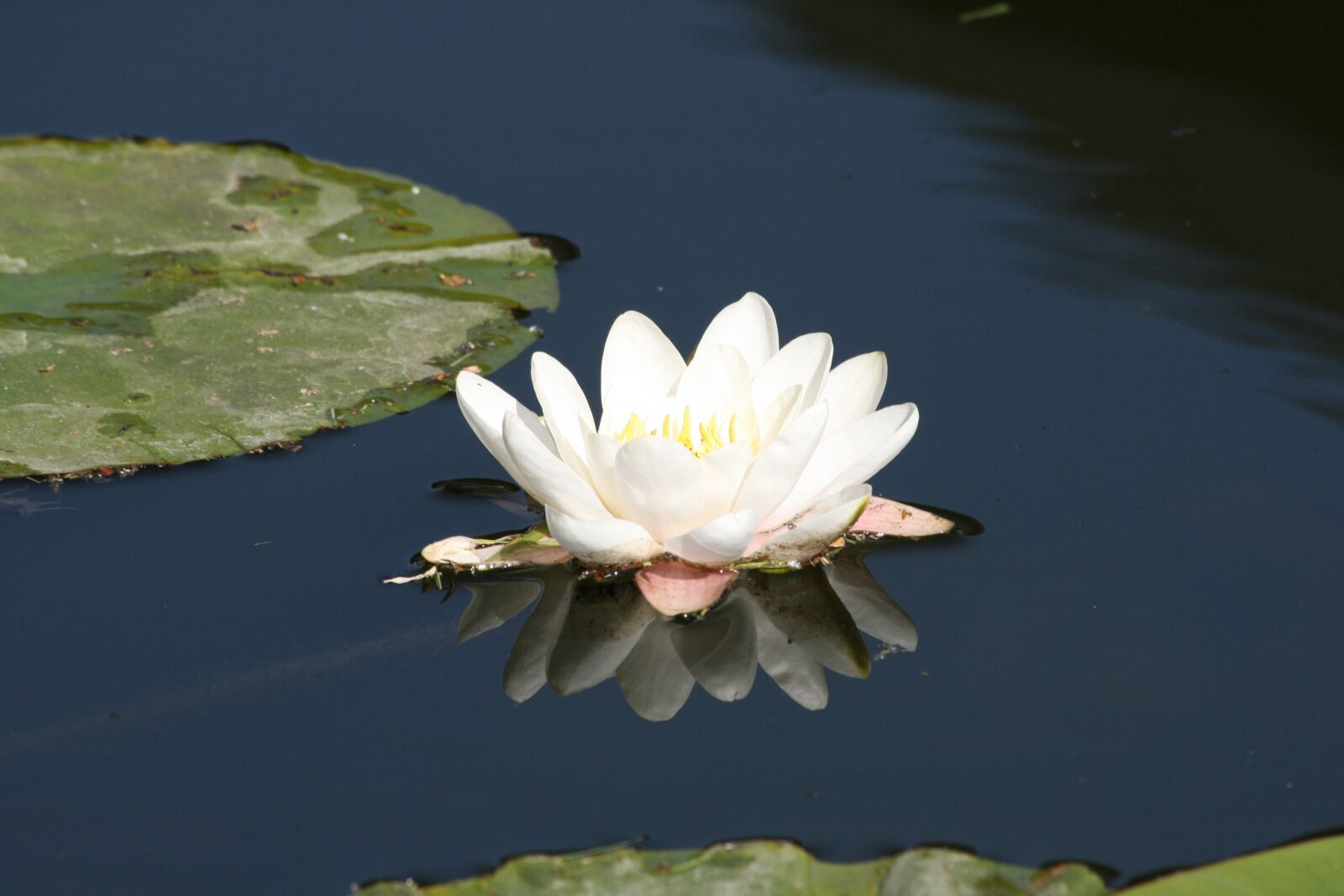 Canon EOS 400D (EOS Digital Rebel XTi / EOS Kiss Digital X) sample photo. Water lily, mirror, nature photography