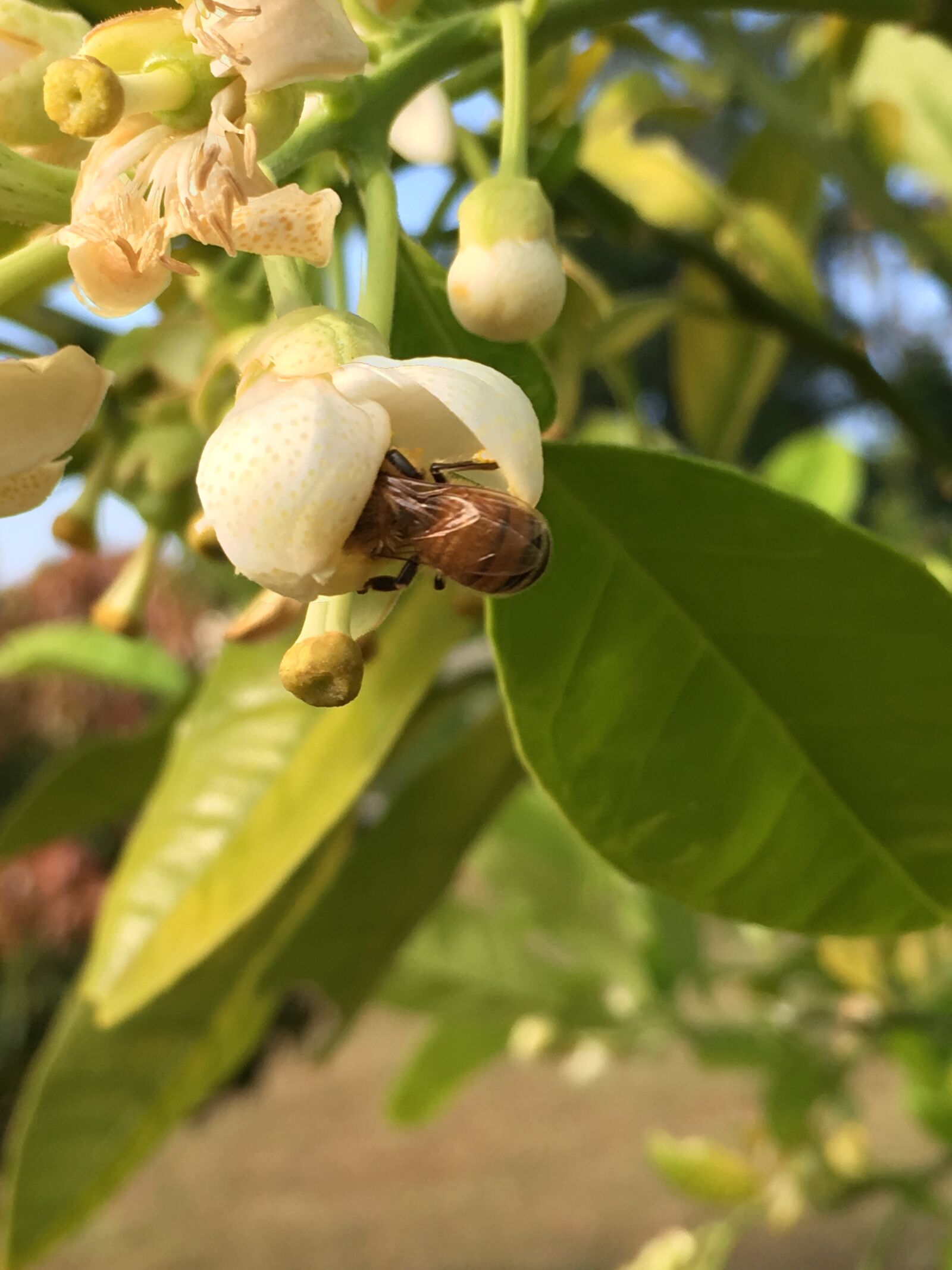 Apple iPhone 6s sample photo. Bee, citrus, flower photography