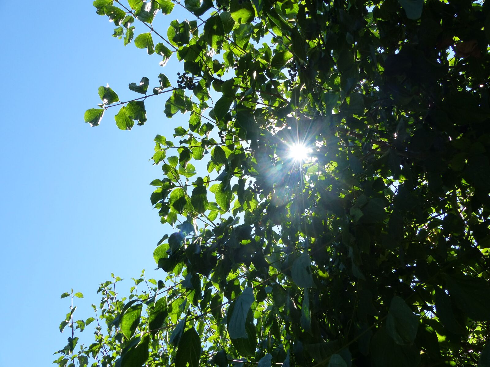 Panasonic Lumix DMC-FZ200 sample photo. Leaves, tree, nature photography