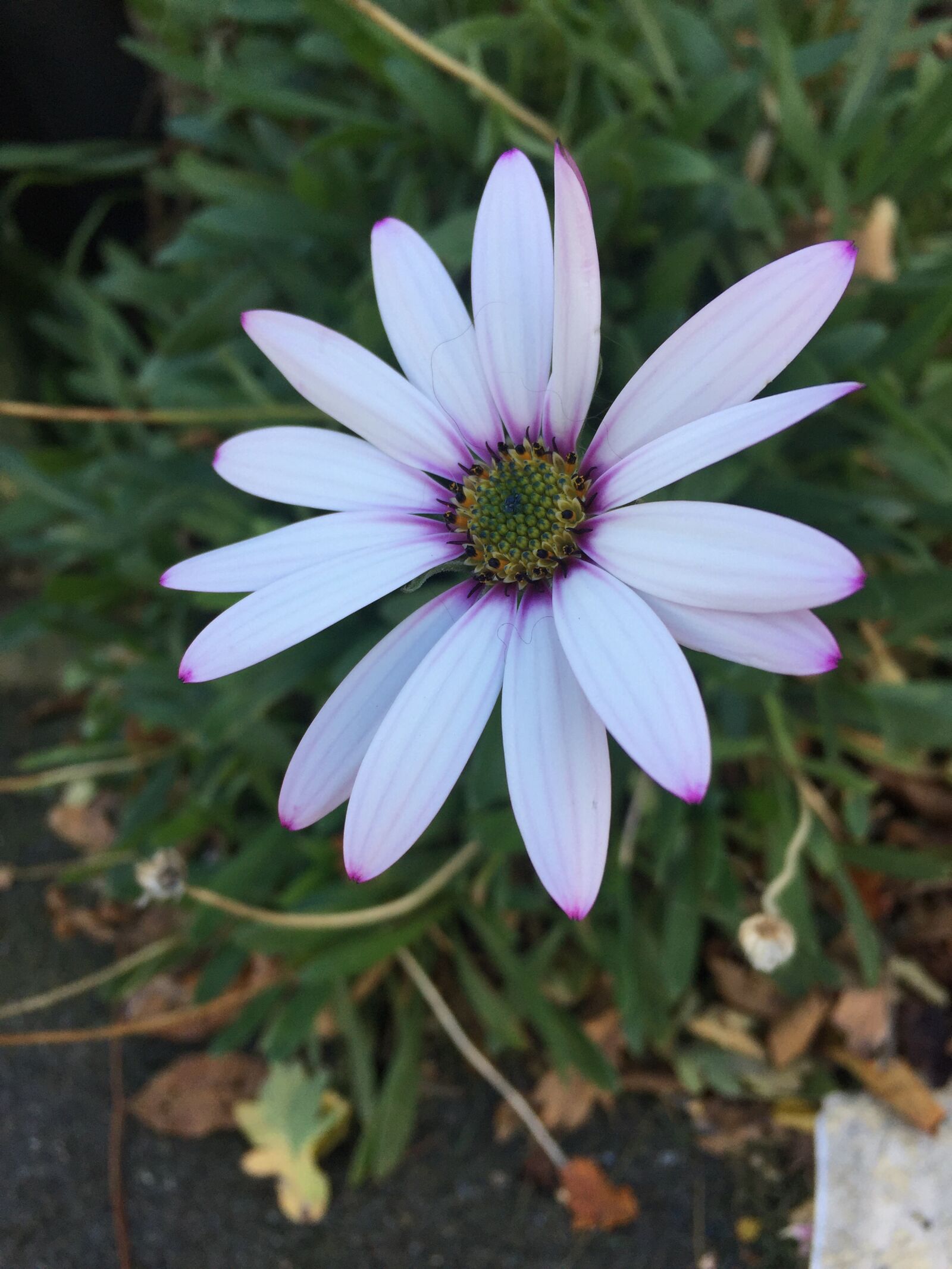 iPhone 6 back camera 4.15mm f/2.2 sample photo. Flower, purple, blossom photography