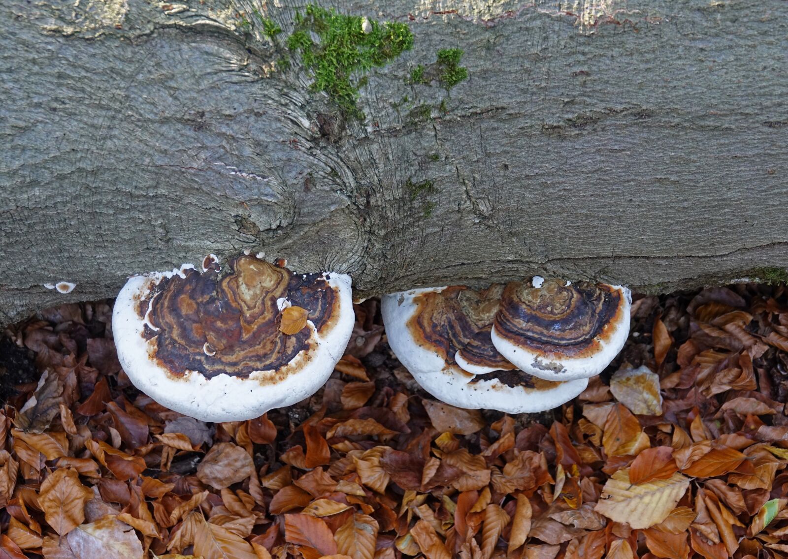 Sony Cyber-shot DSC-RX10 III sample photo. Mushrooms, mushroom, tree photography