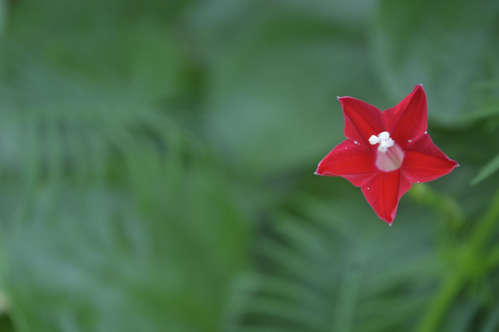 Nikon D5200 sample photo. Flower, nature, flora photography