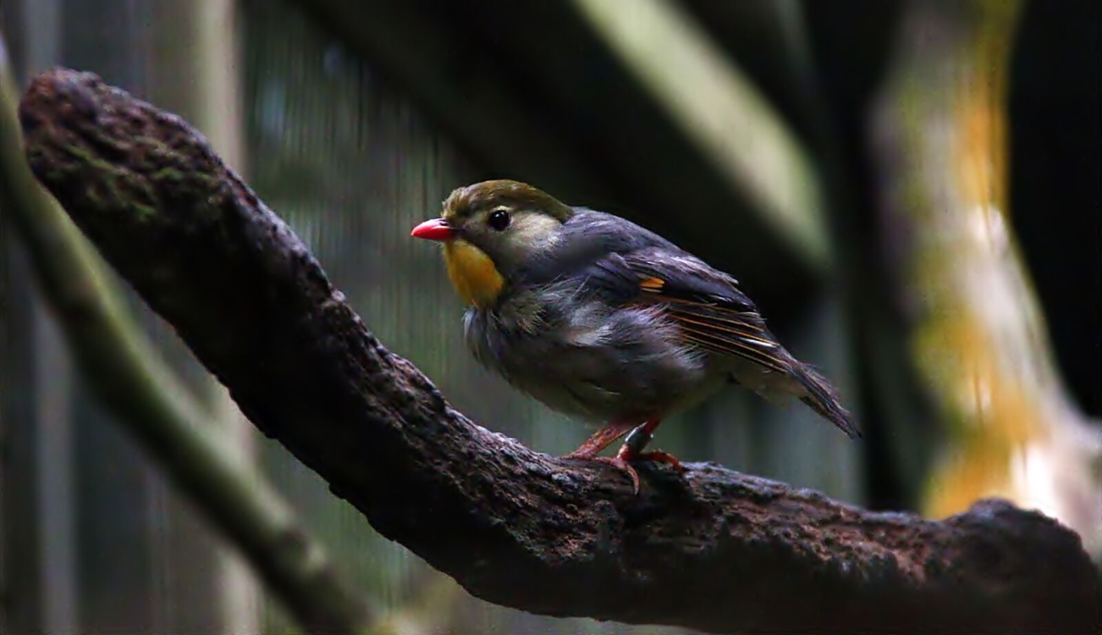 Canon EOS 1000D (EOS Digital Rebel XS / EOS Kiss F) sample photo. Small colorful bird, perch photography