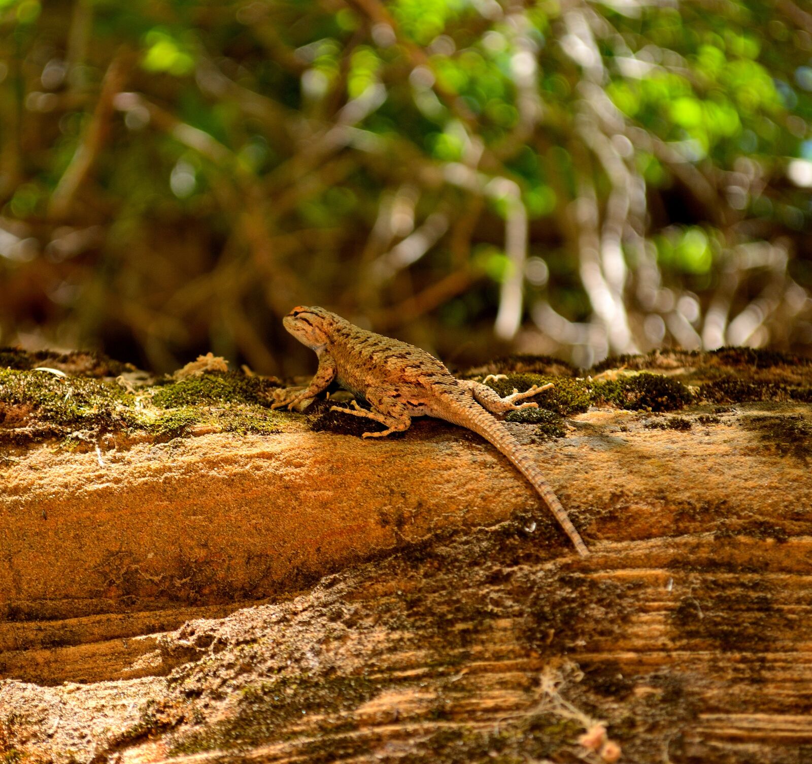 Nikon D3100 sample photo. Lizard, utah, zion photography