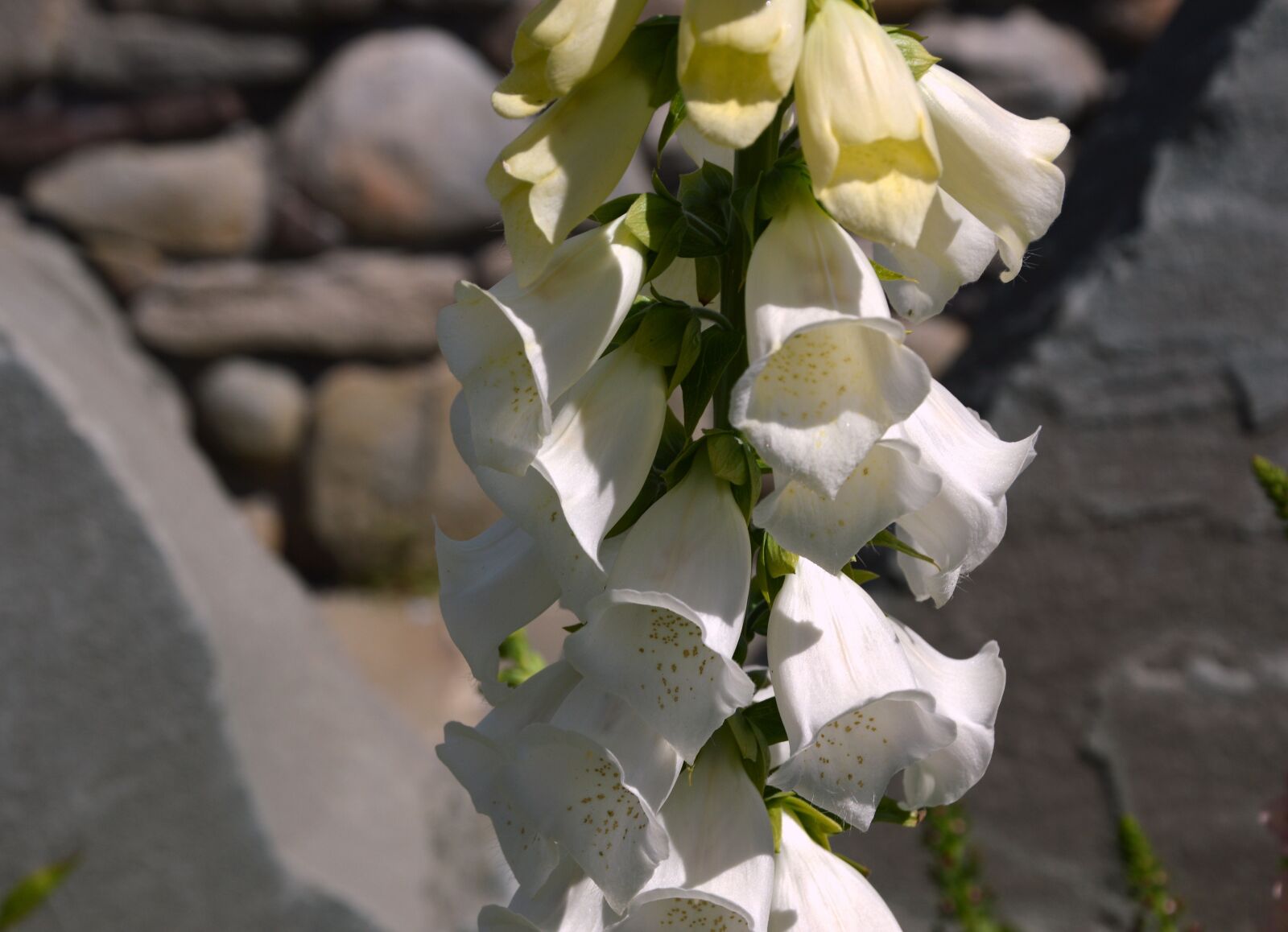 Nikon D3200 sample photo. Flowers, thimble, digitalis photography