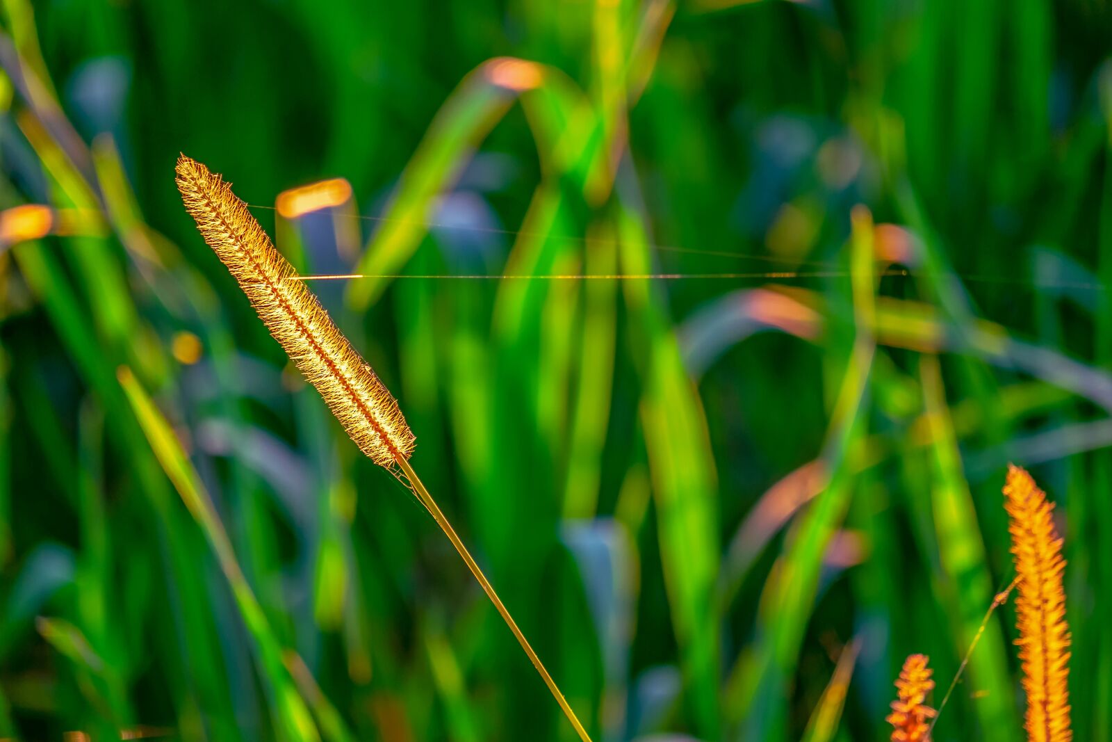 Fujifilm XF 55-200mm F3.5-4.8 R LM OIS sample photo. Foxtail, light, backlighting photography