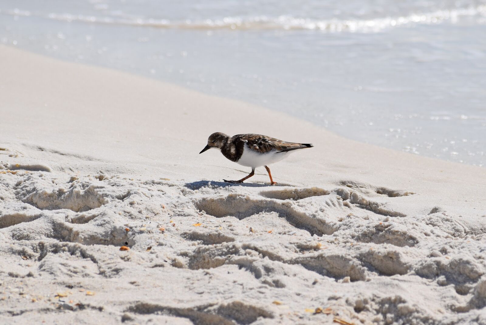 Nikon D3300 sample photo. Ruddy turnstone, shore bird photography