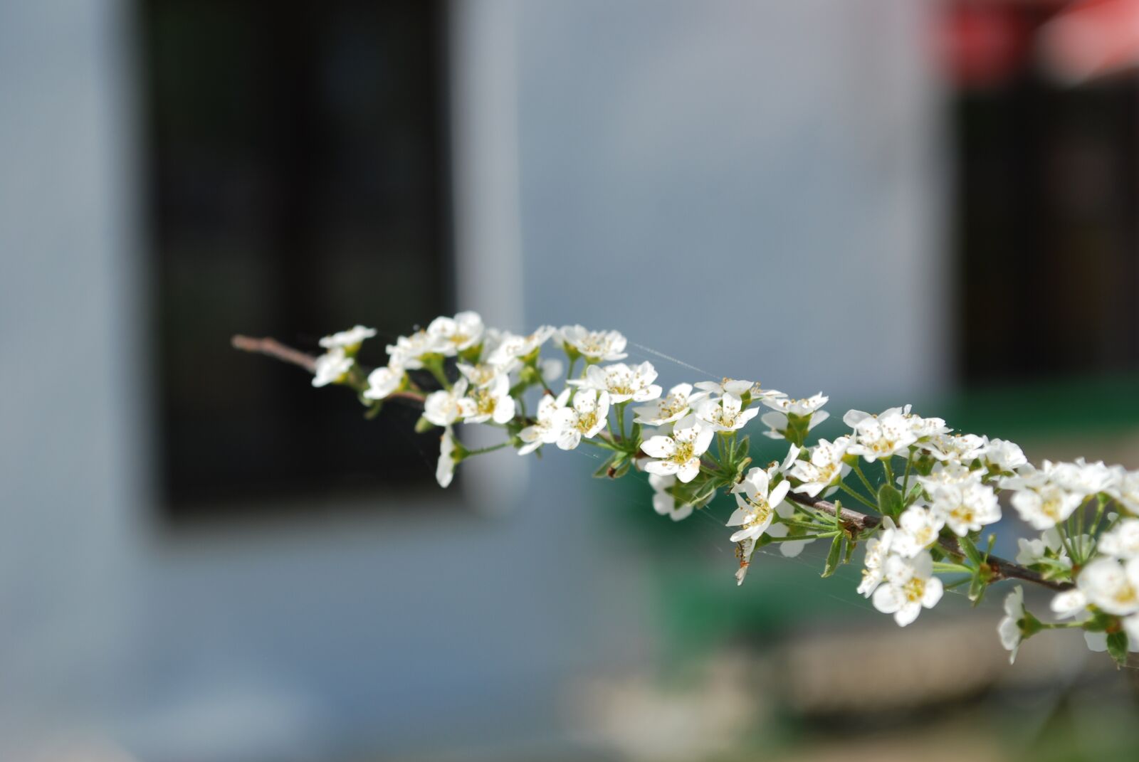 Nikon D60 sample photo. Flower, plant, nature photography