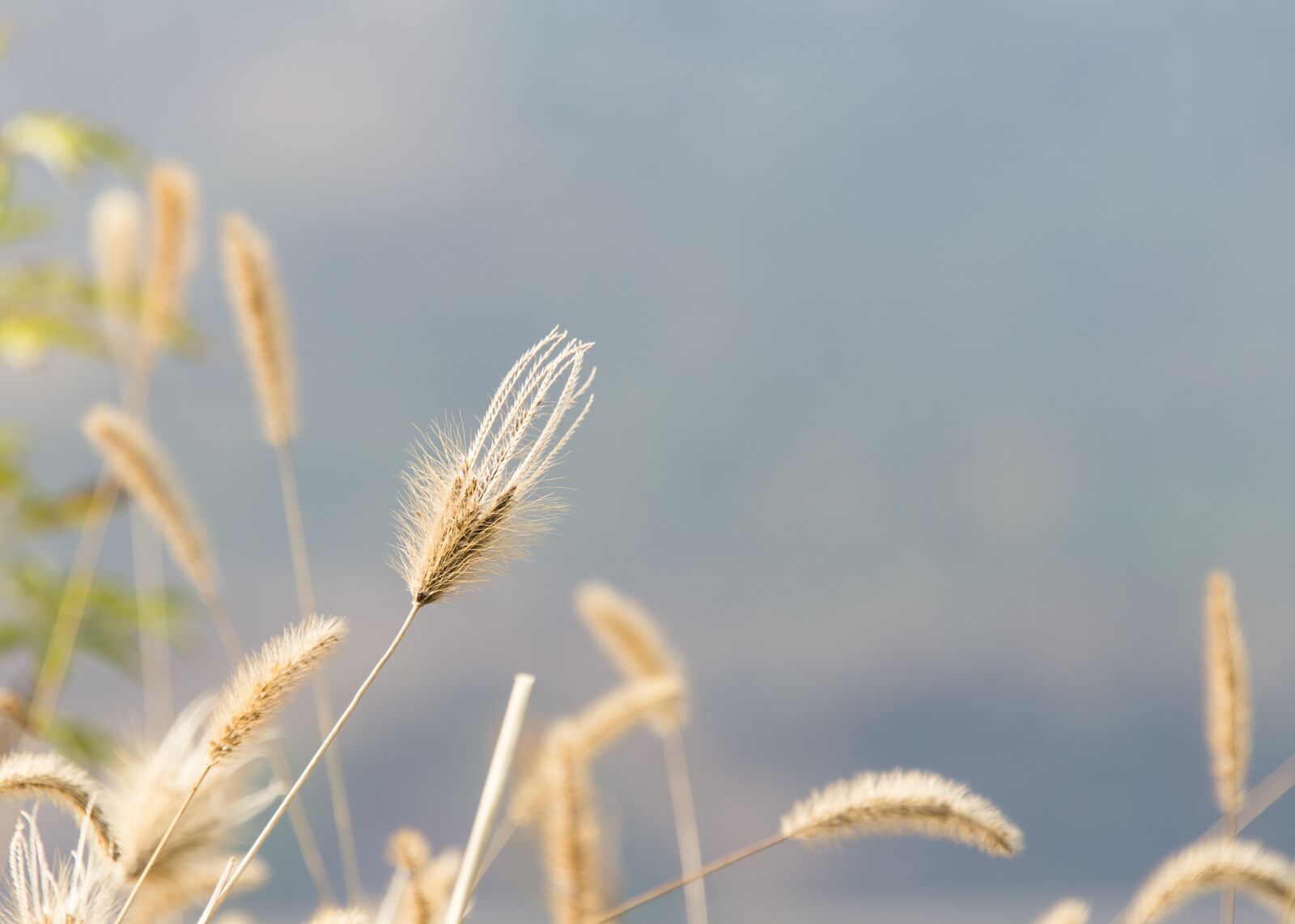 Nikon D600 sample photo. Flowers and plants, setaria photography
