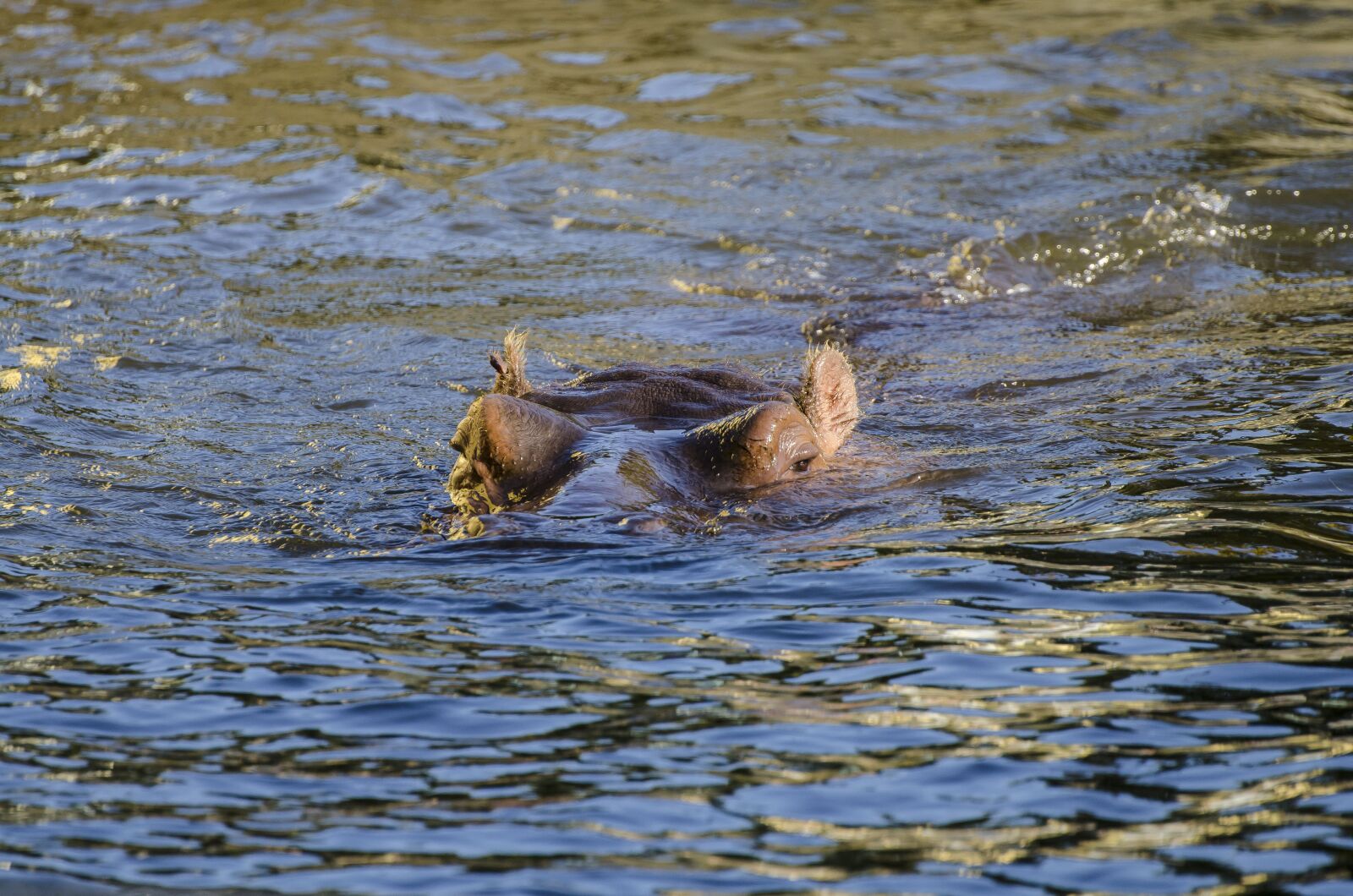 Nikon D7000 sample photo. Zoo, tiergarten, vienna photography