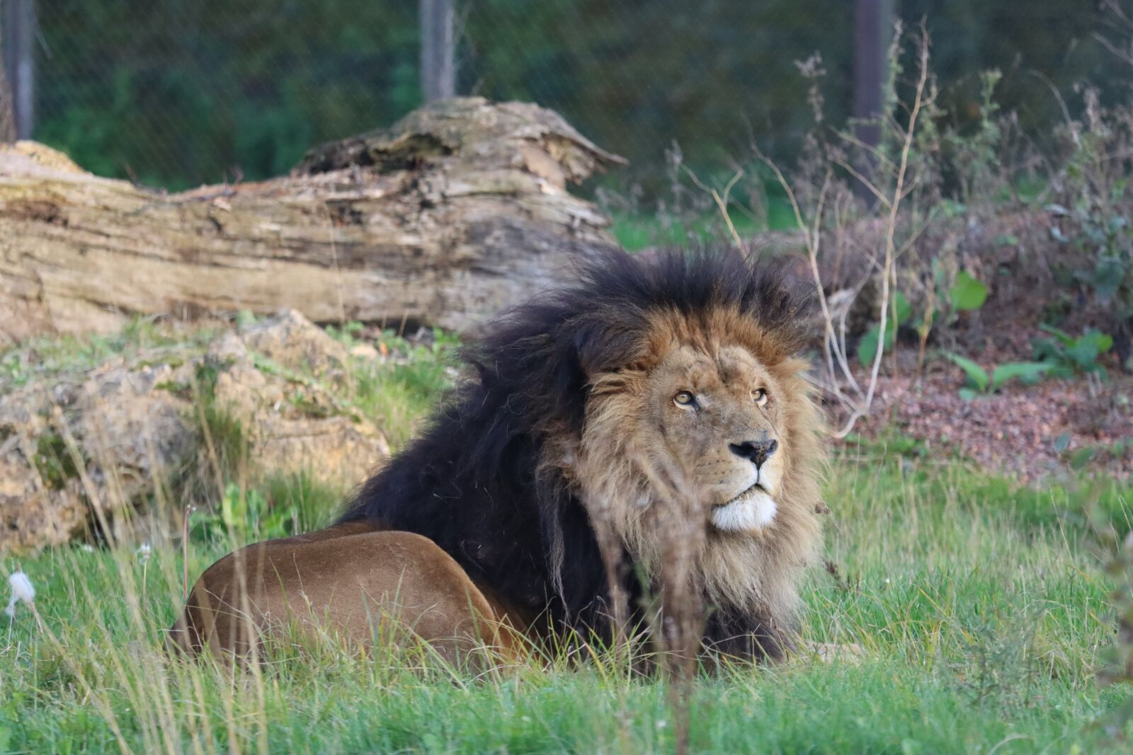 Canon EOS 90D sample photo. Lion, feline, predator photography