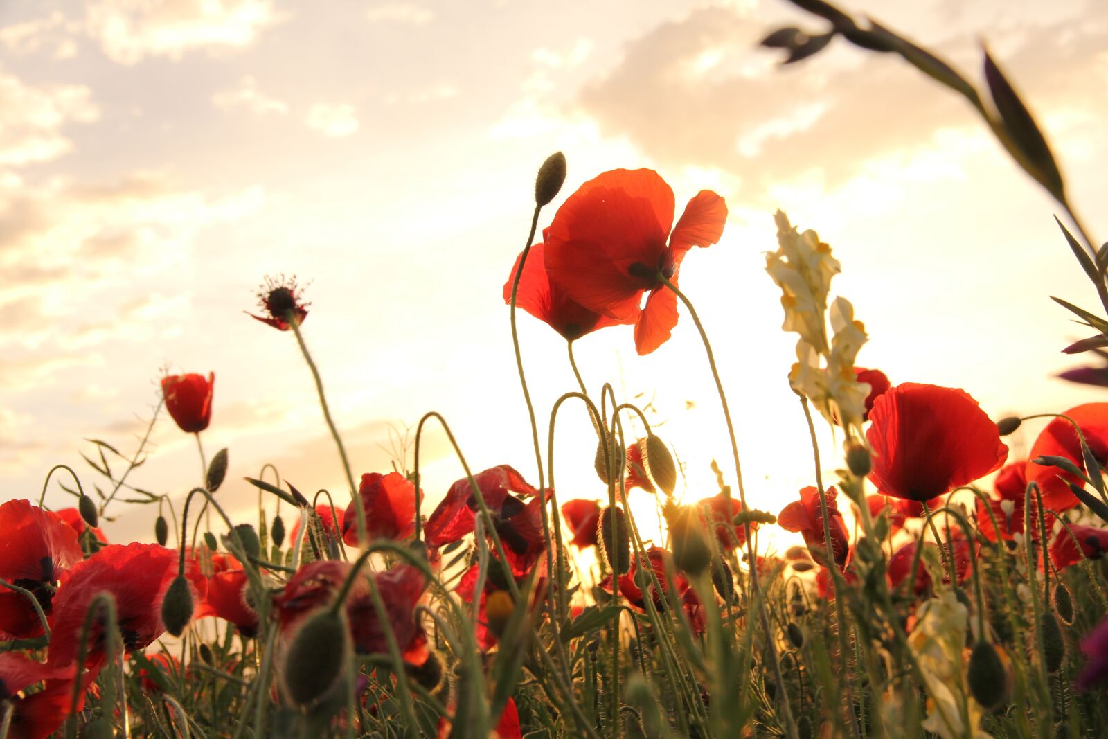 Canon EOS 60D + Canon EF-S 15-85mm F3.5-5.6 IS USM sample photo. Poppies, sunset, field photography