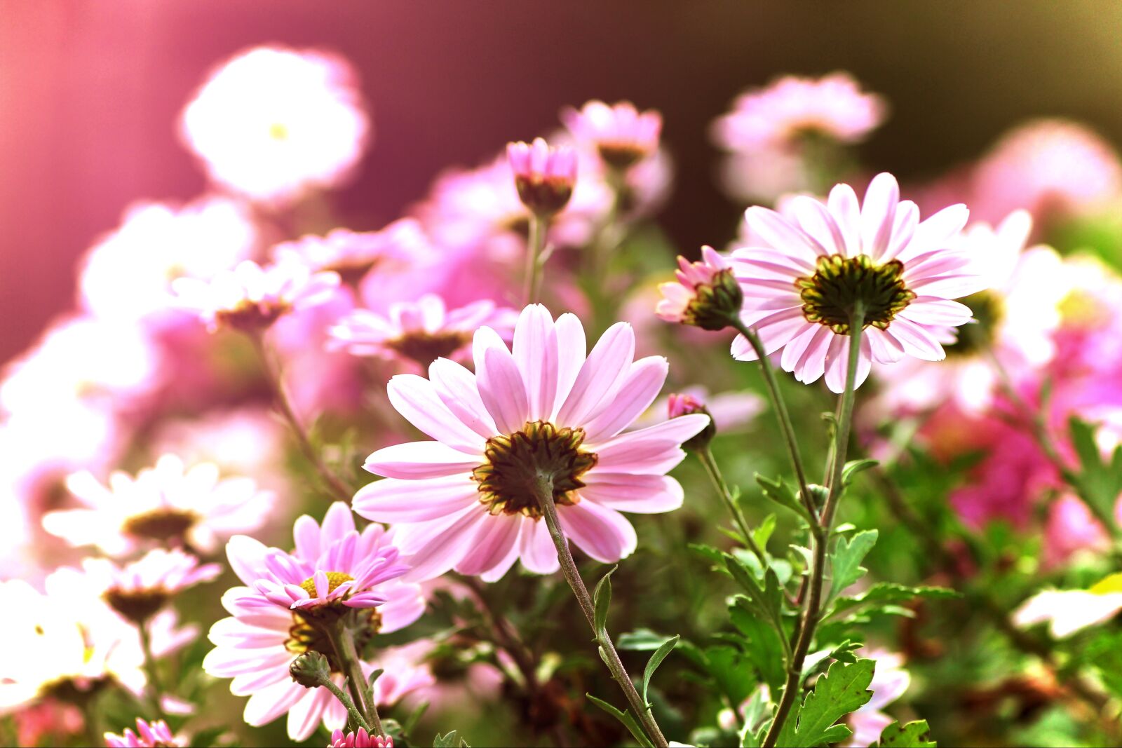 Tamron SP 90mm F2.8 Di VC USD 1:1 Macro sample photo. Asters, backlighting, flowers photography