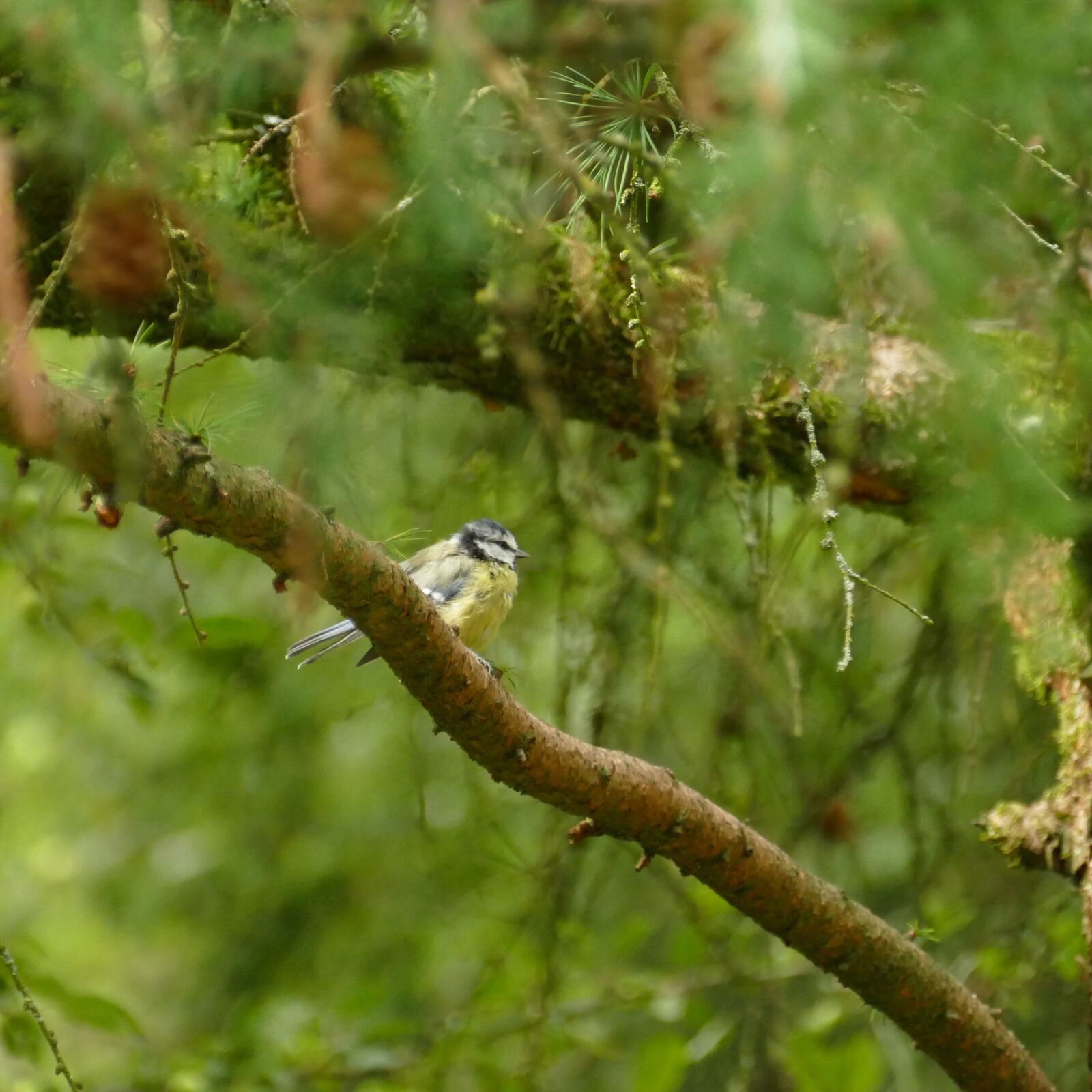 Panasonic Lumix DMC-FZ1000 sample photo. Blue tit, tit, songbird photography