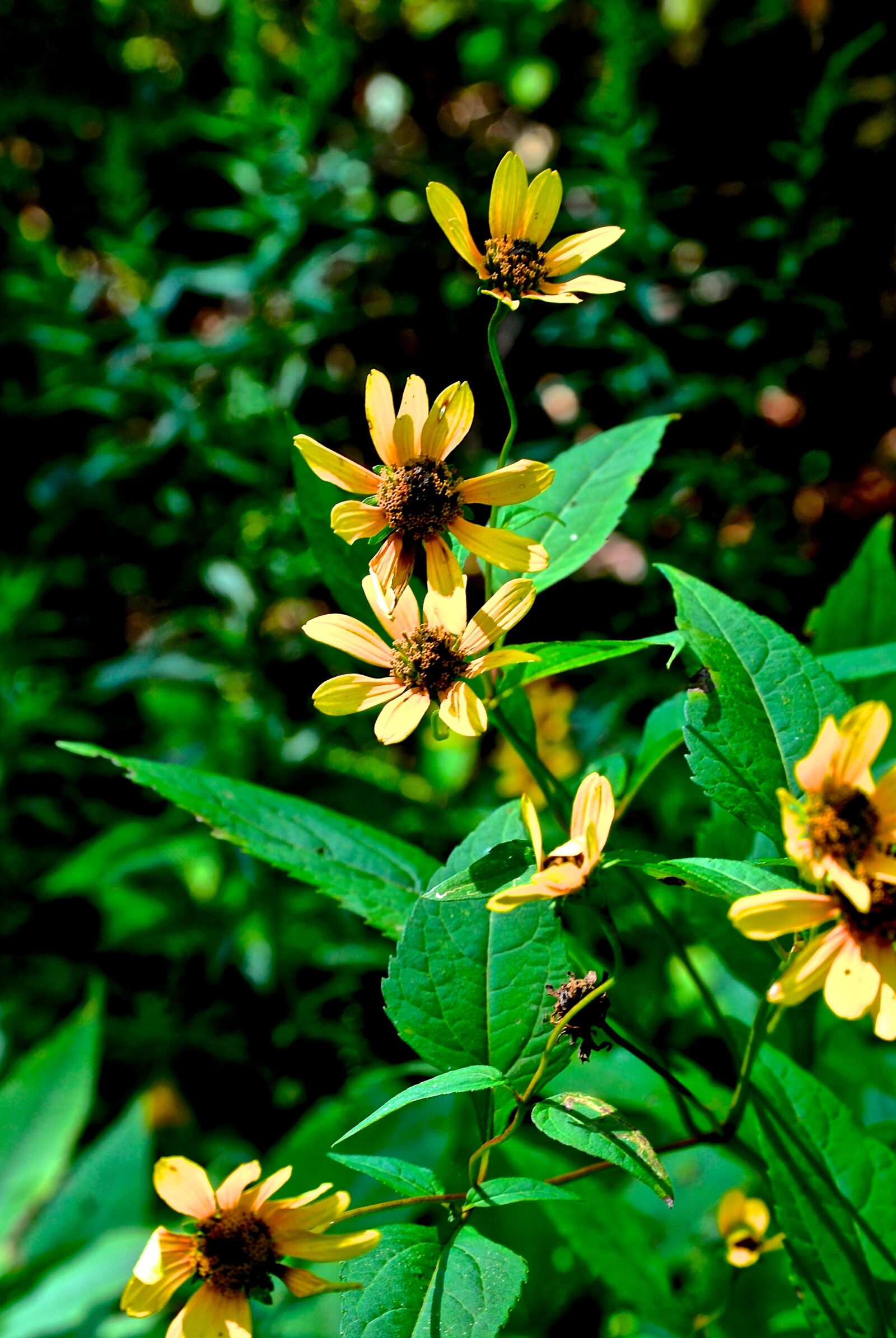 Nikon D3000 sample photo. Yellow, flowers, leaves photography