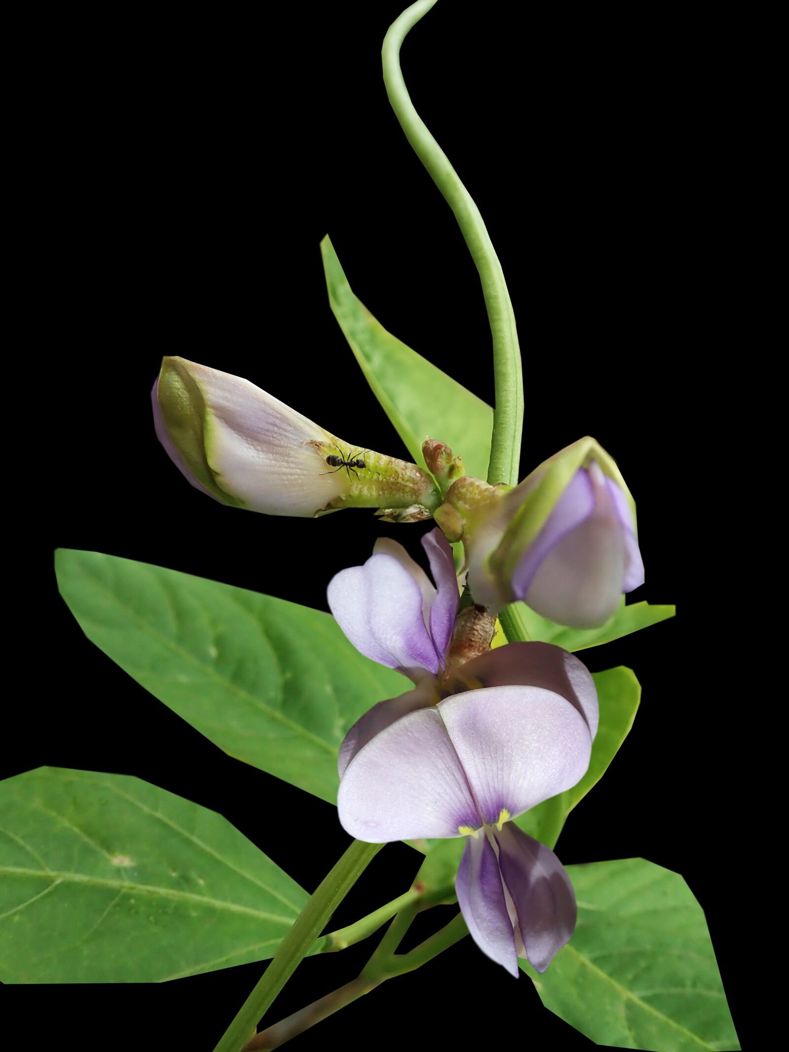 Olympus TG-5 sample photo. Flowers, vegetable, snake beans photography