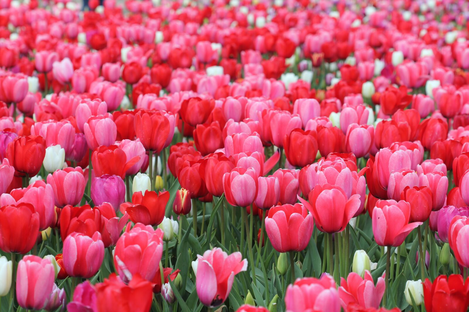 Canon EOS 550D (EOS Rebel T2i / EOS Kiss X4) sample photo. Tulips, flower, spring photography