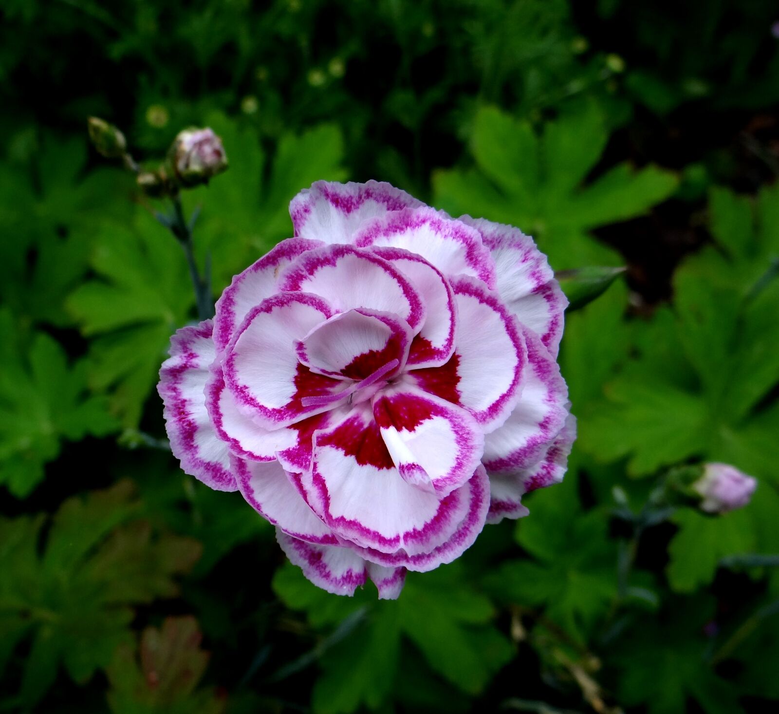 Sony Cyber-shot DSC-HX100V sample photo. Gran's favourite, carnation, white-laced photography