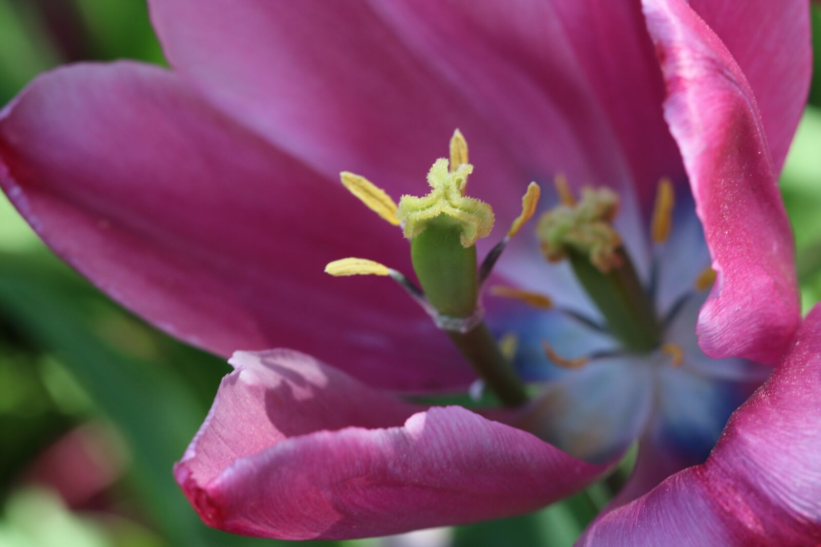Canon EOS 70D + Canon EF 100mm F2.8 Macro USM sample photo. Tulips, white, pink photography