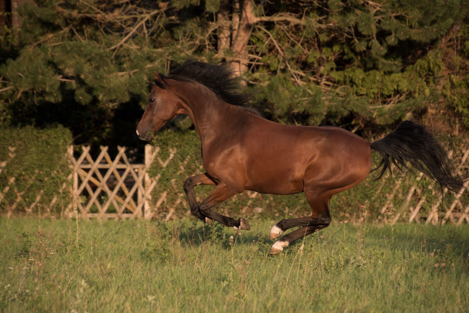 Nikon D5600 sample photo. Horse, mammal, animal photography