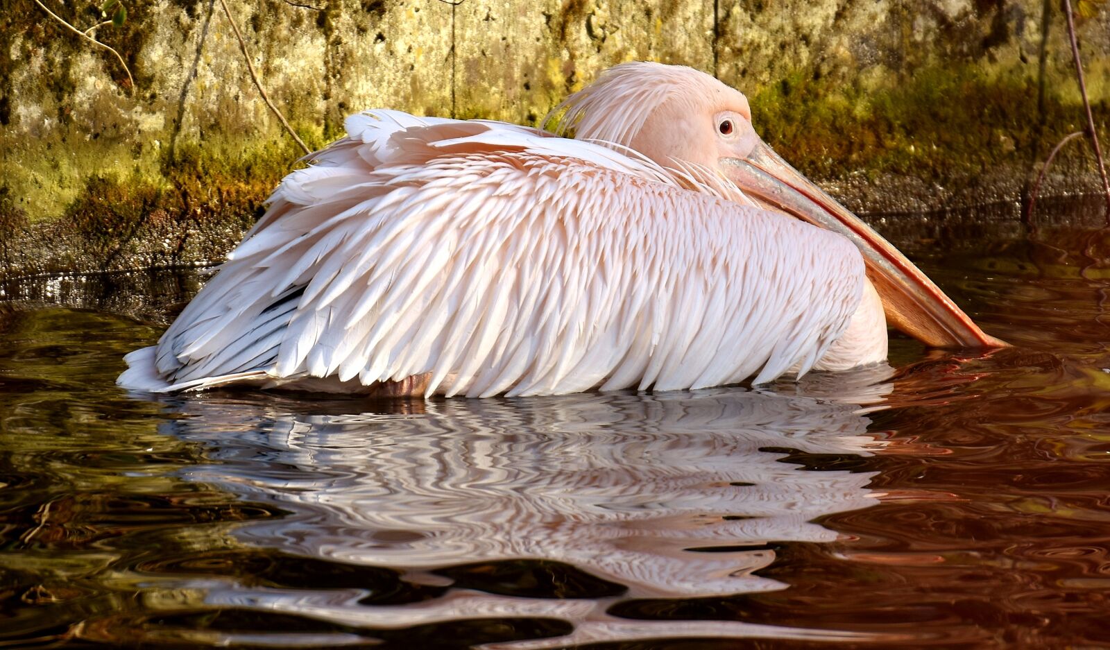 Nikon D7200 sample photo. Pelikan, bird, bill photography