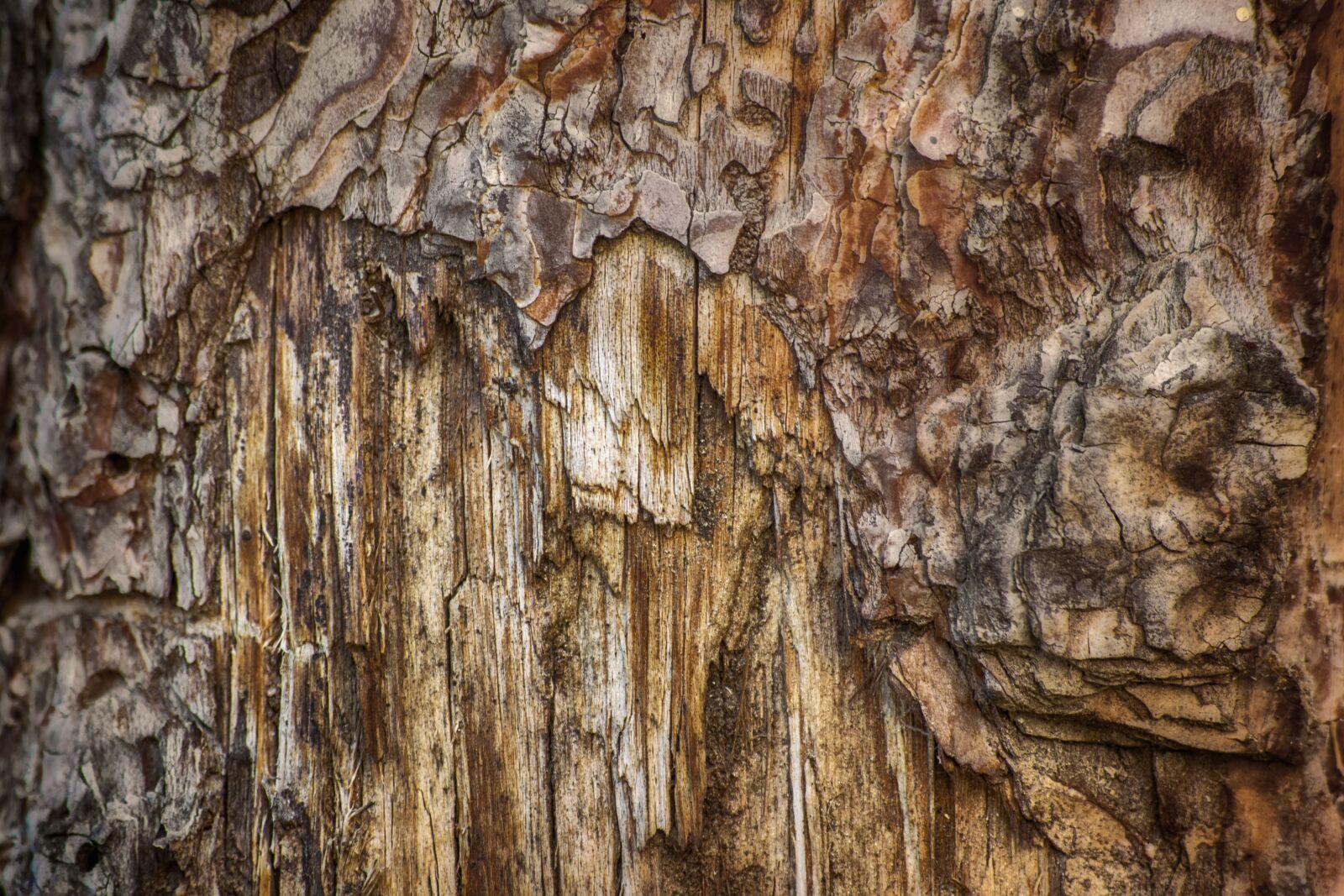 Nikon D3300 sample photo. Bark, tree, wood photography