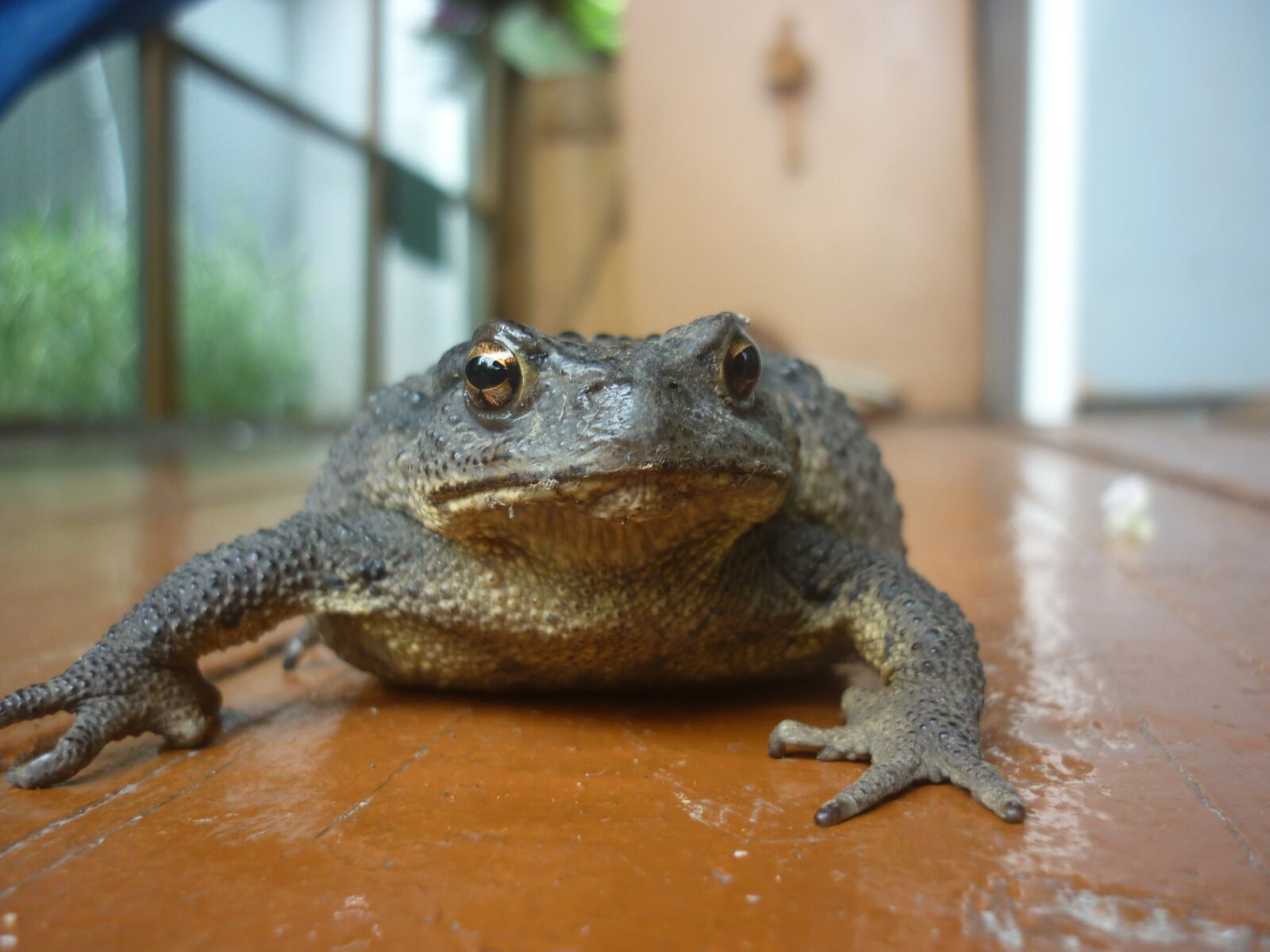 Panasonic DMC-F2 sample photo. Toad, frog, amphibian photography
