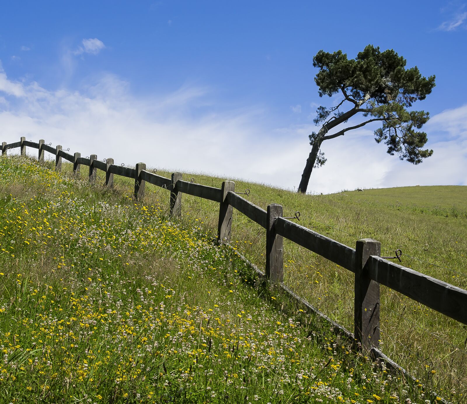 Nikon D3100 sample photo. New zealand, tree, nature photography