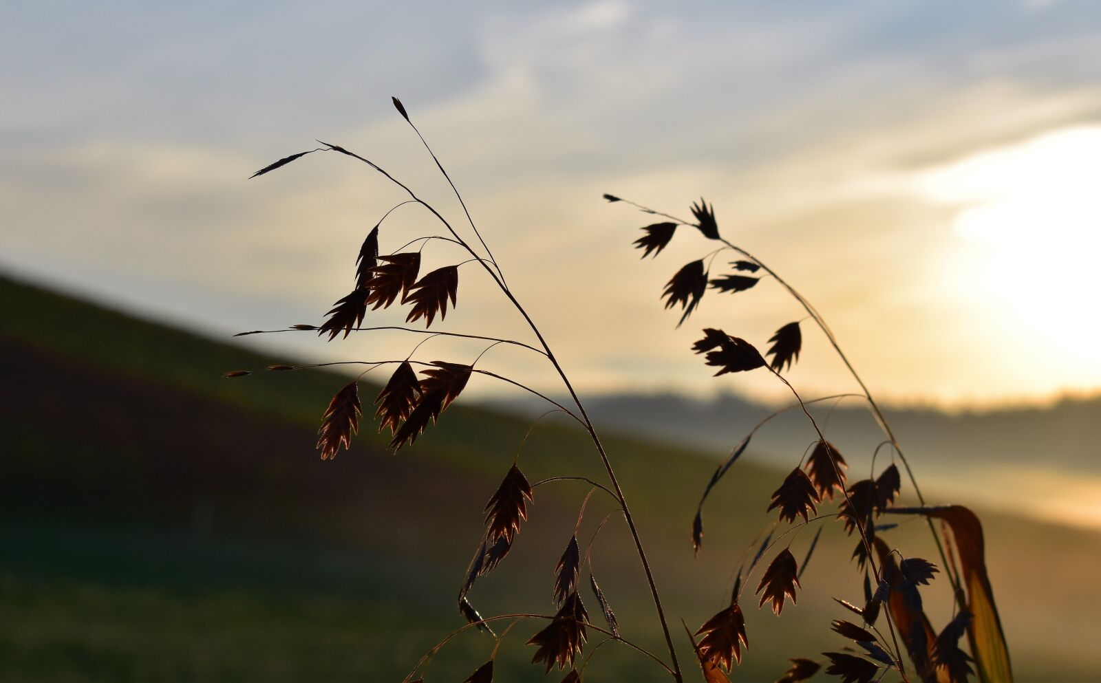 Nikon D5500 sample photo. Grasses, nature, backlighting photography