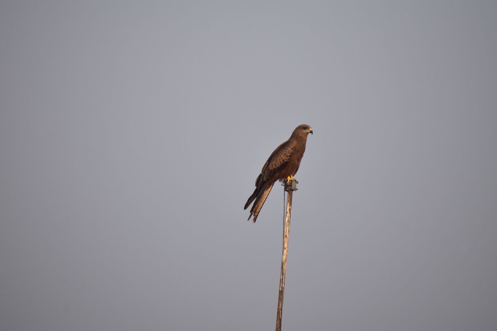 Nikon D5600 sample photo. Kite, basking, looking for photography