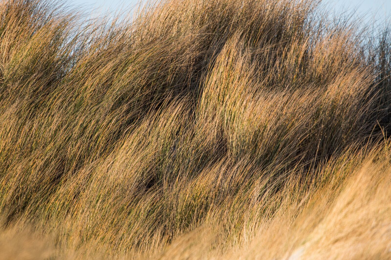 150-600mm F5-6.3 DG OS HSM | Contemporary 015 sample photo. Dune grass, dune, grass photography