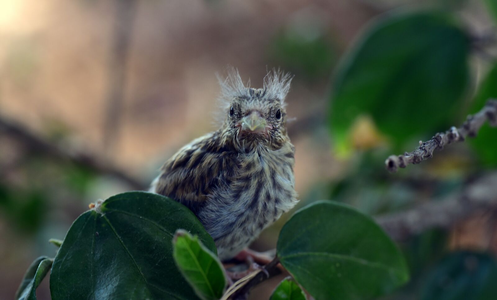 Nikon D750 sample photo. Bird, chicks, nest escape photography