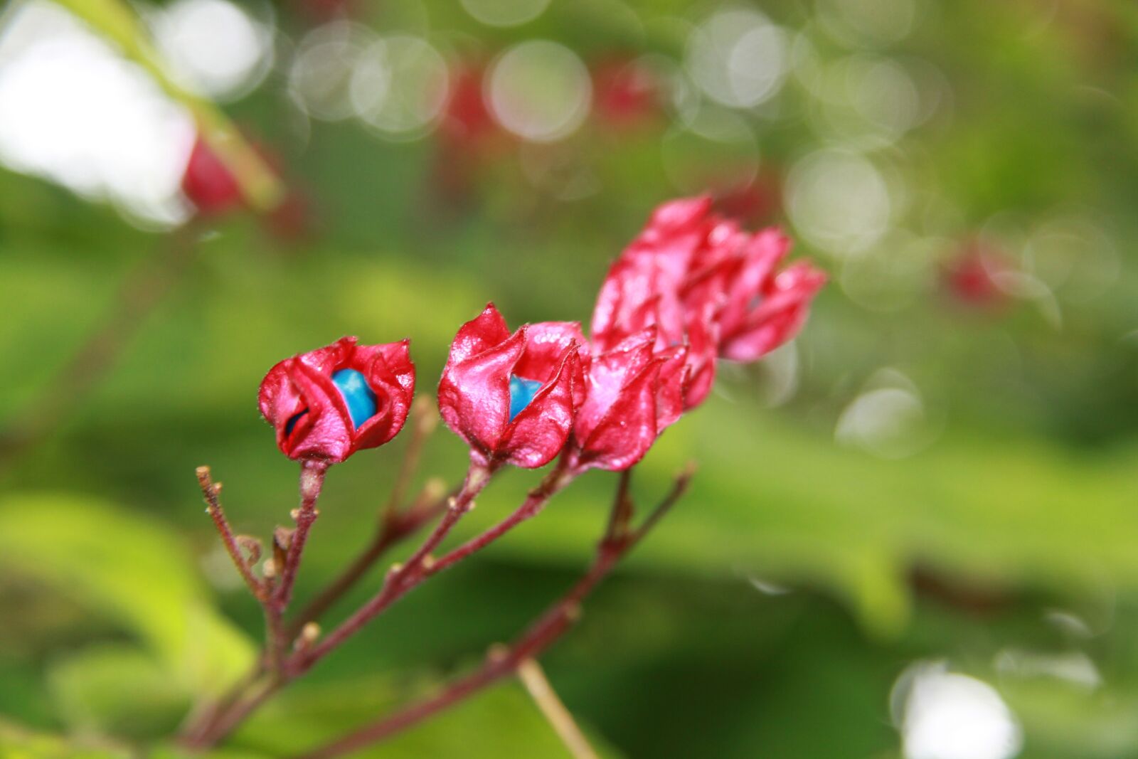 Canon EOS 50D sample photo. Flowers, red, turquoise photography
