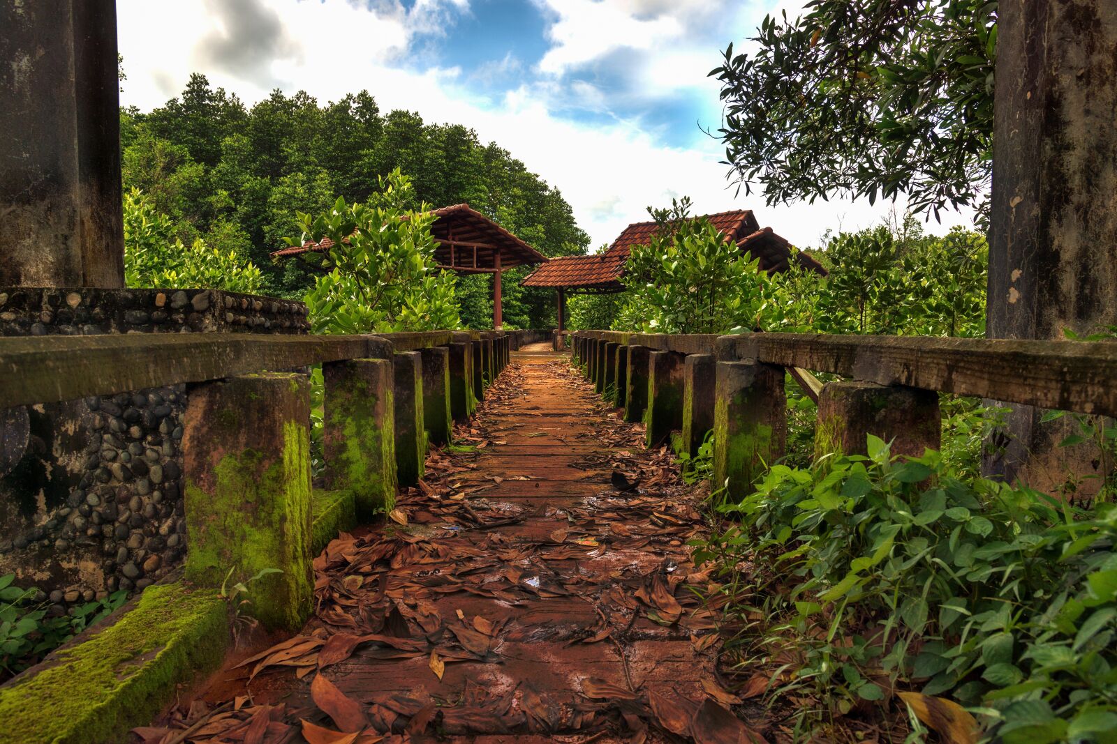 Nikon D800E sample photo. Mangroves, koh chang, thailand photography