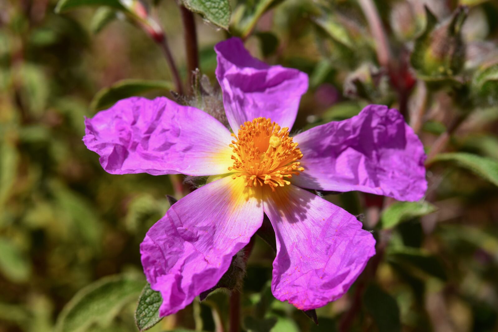 Nikon D5600 sample photo. Flower, flower flower stamens photography
