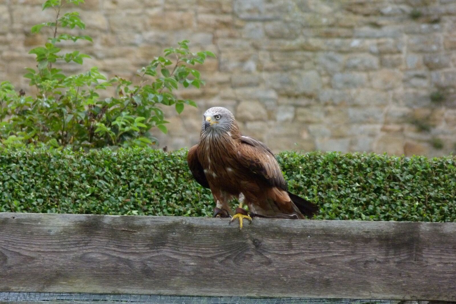 Panasonic Lumix DMC-FZ40 (Lumix DMC-FZ45) sample photo. Bird, red kite, display photography