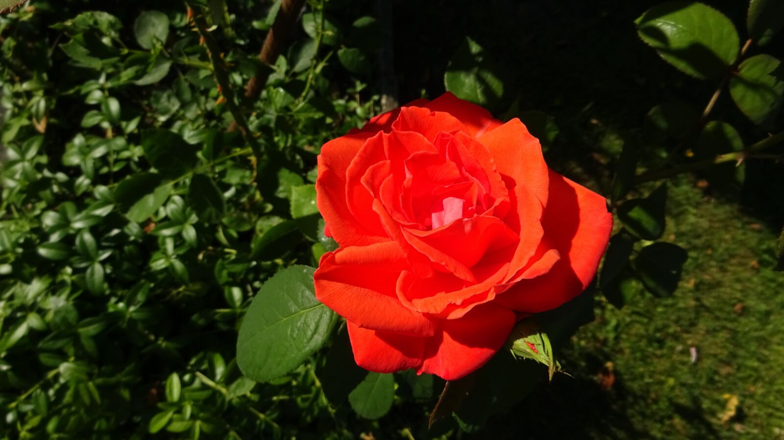 Sony Cyber-shot DSC-WX350 sample photo. Red roses, rose, red photography