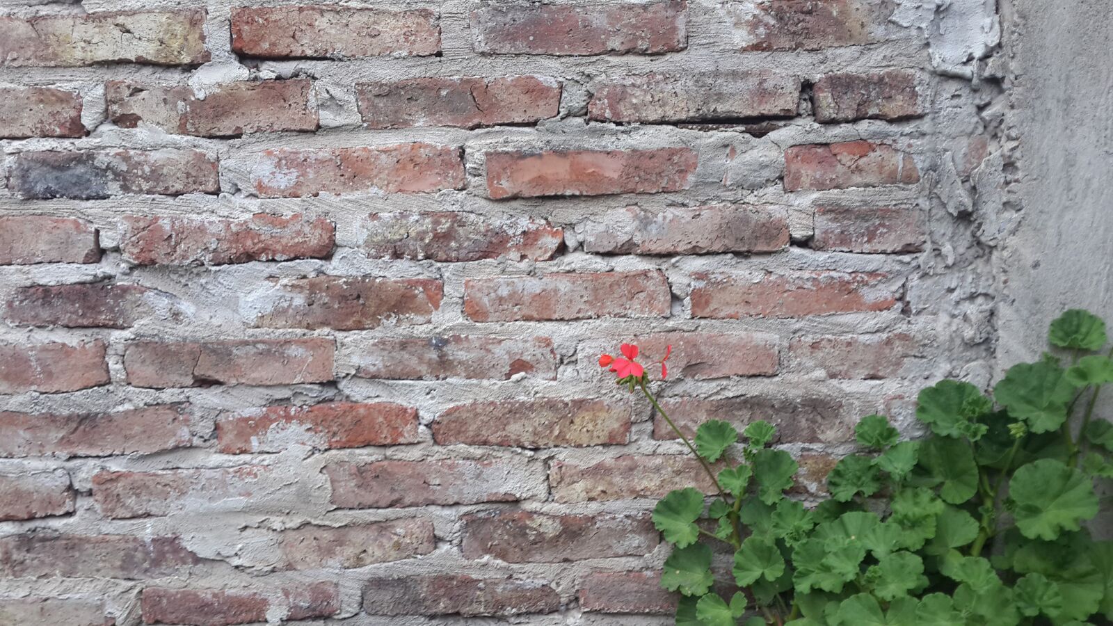 Samsung Galaxy S4 sample photo. Flowers, red, pared photography