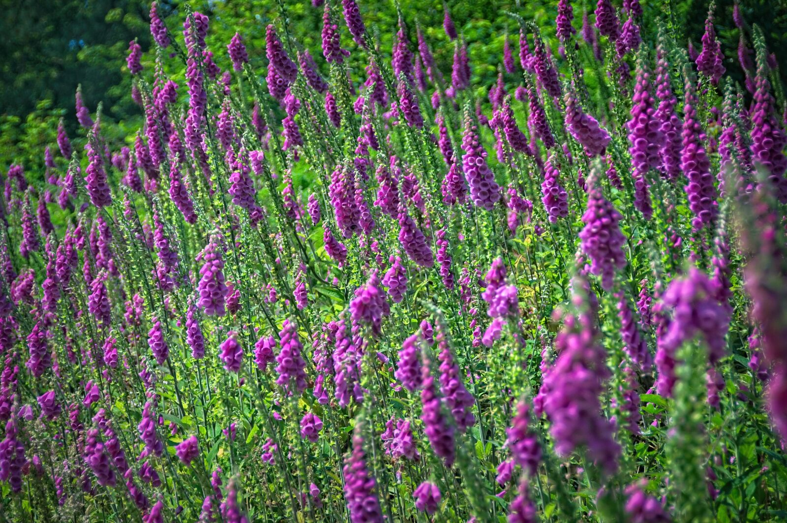 Nikon D90 sample photo. Foxgloves, flowers, woodland photography