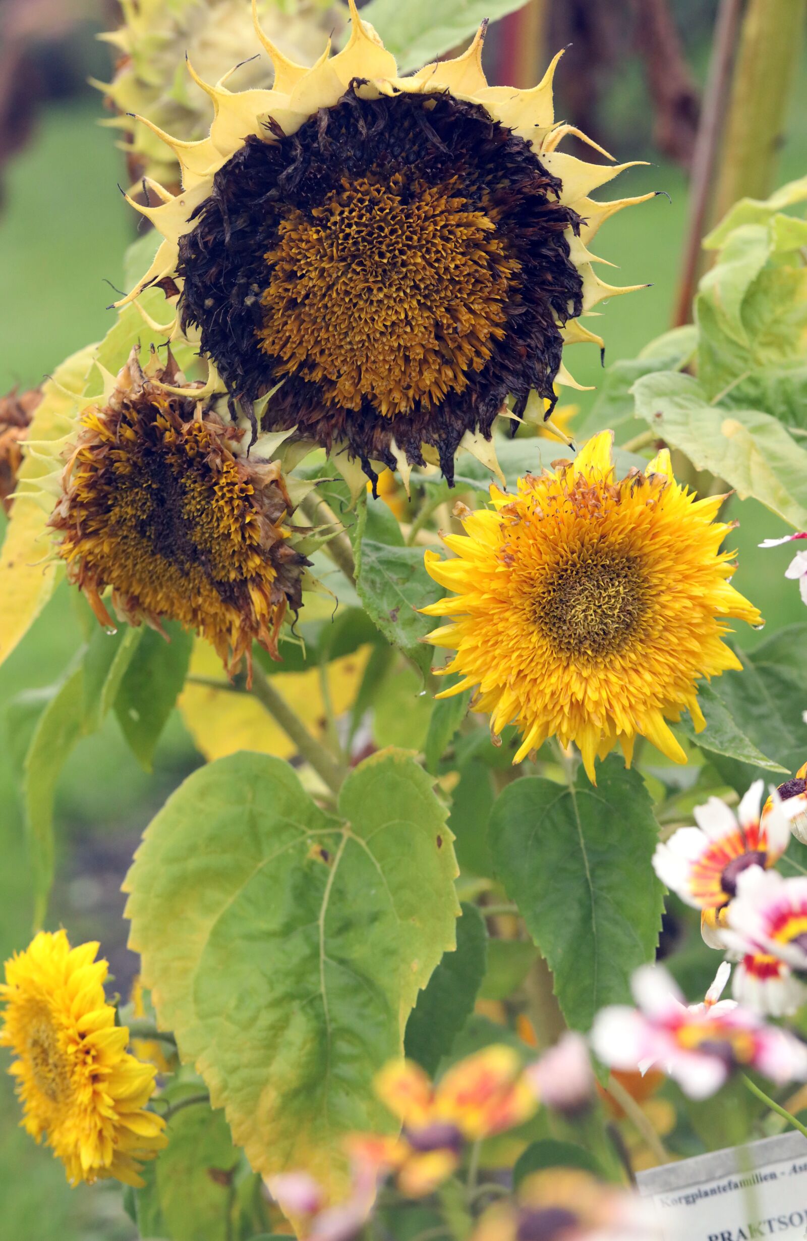 Canon EF 100mm F2.8L Macro IS USM sample photo. Sunflower, flower, nature photography
